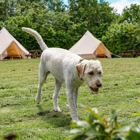 Bell Tent Glamping At Marwell Resort Winchester Exterior photo